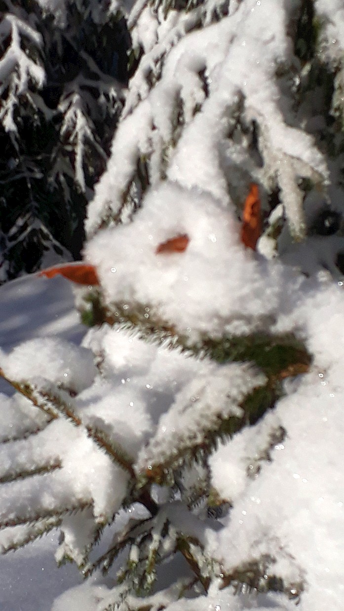 Schneegeist Vogelsberg