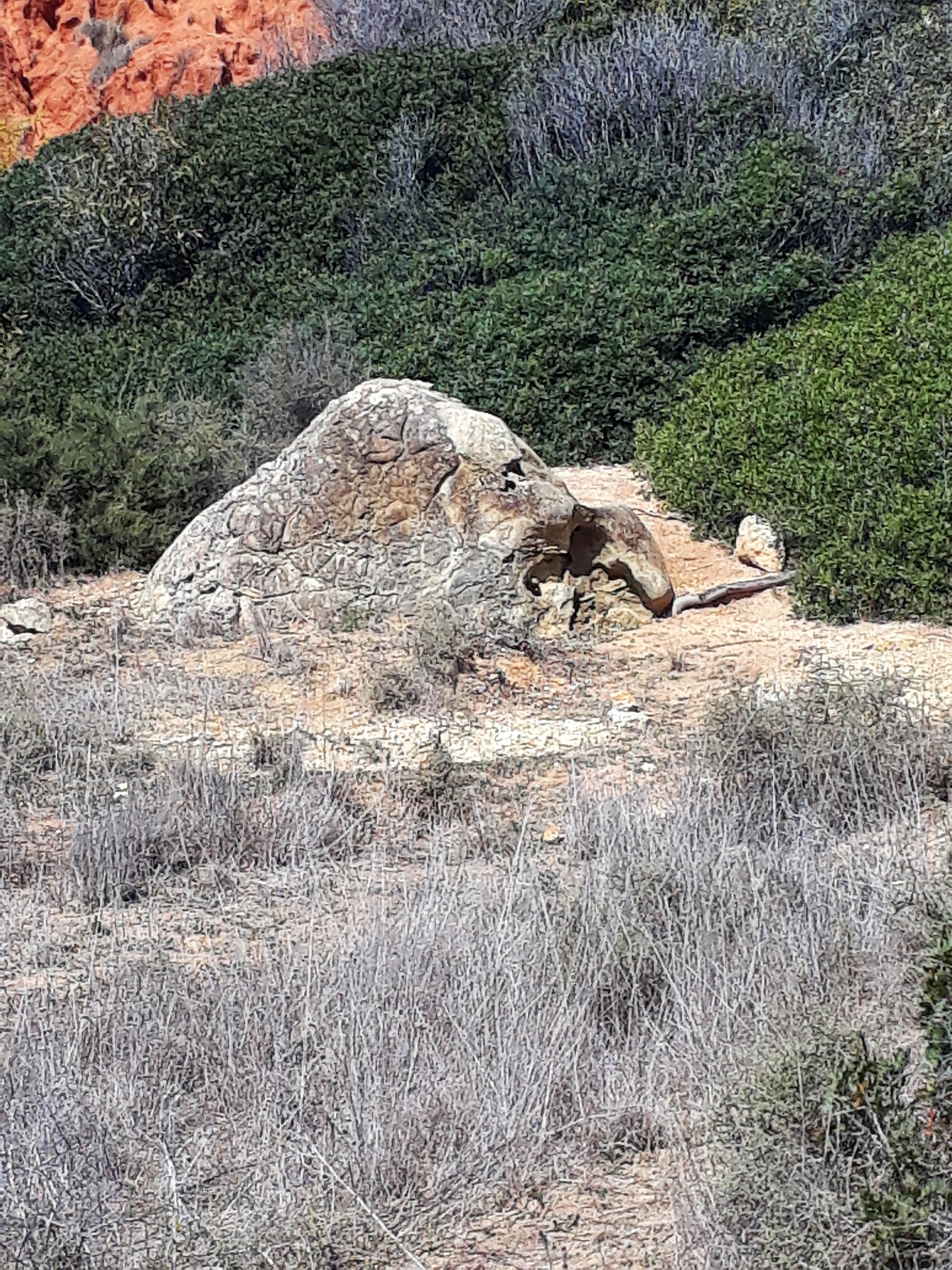 Löwe mit seiner Pranke am Algarvestrand 3 2019