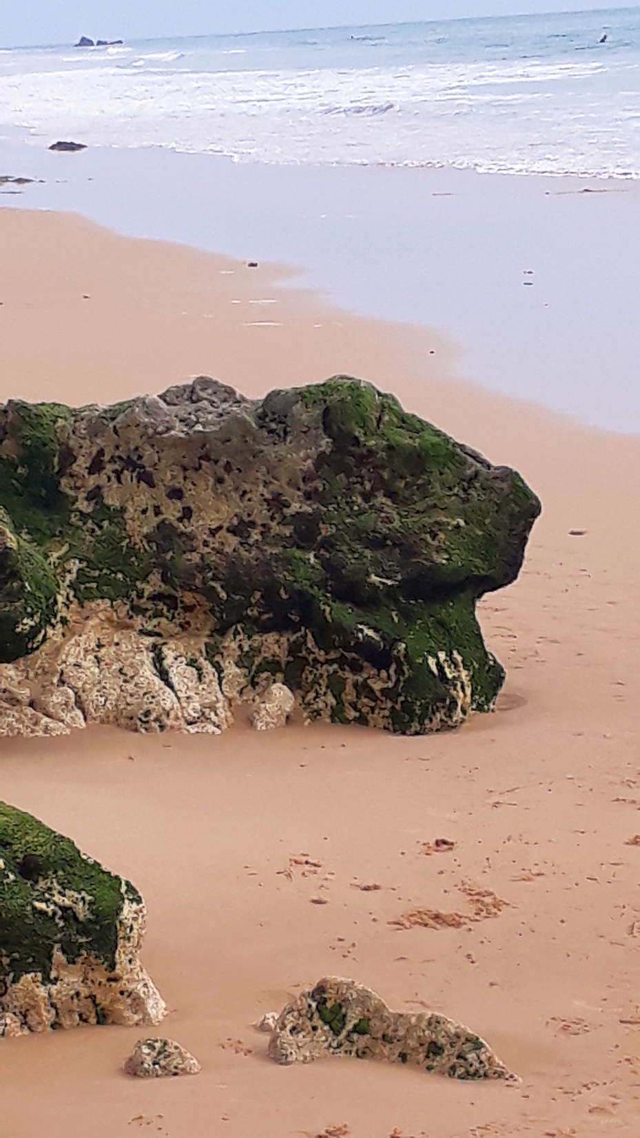 Grüne Meerkatze Algarve