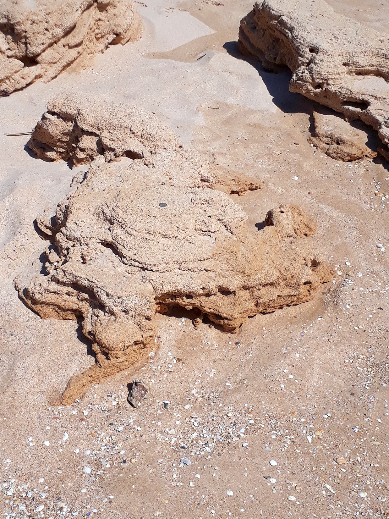 Sand-Schildkröte Algarve 3 2019